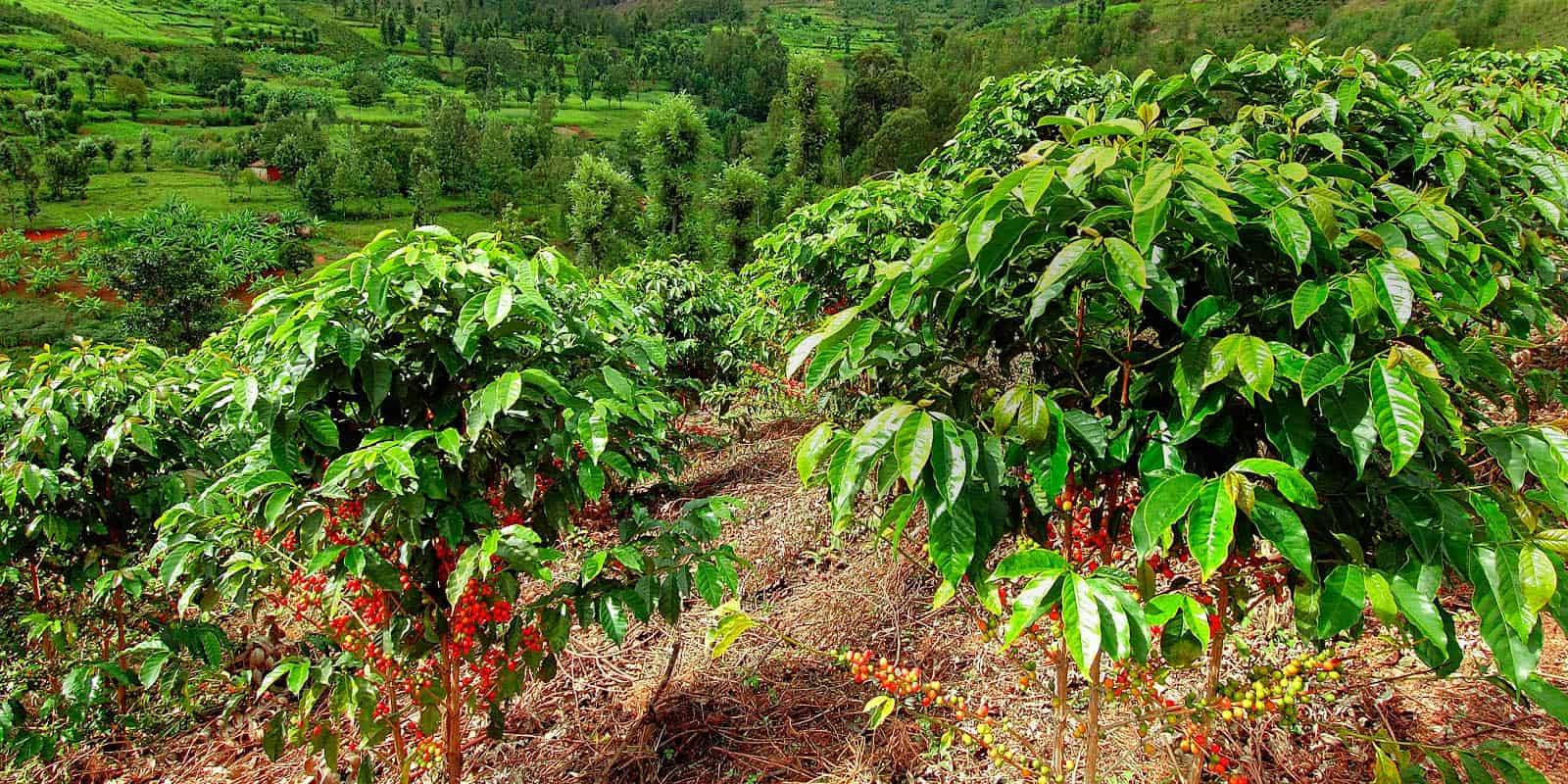 Viet Specialty Organic Coffee | FNB VIETNAM